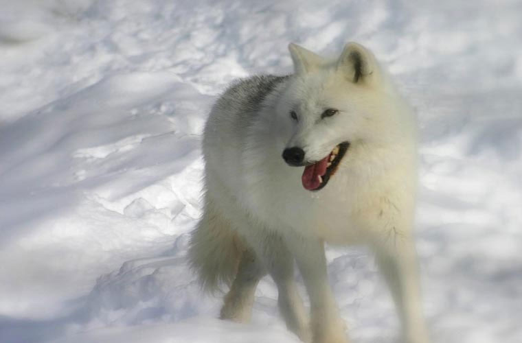 Picture 10 of Wild beauty of polar white wolves