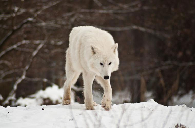Picture 2 of Wild beauty of polar white wolves