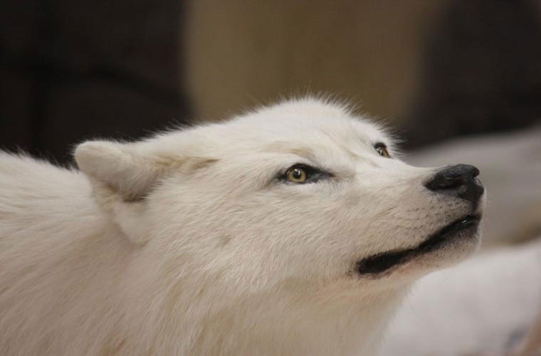 Picture 3 of Wild beauty of polar white wolves