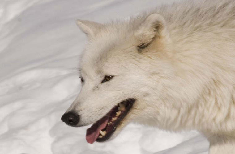 Picture 5 of Wild beauty of polar white wolves
