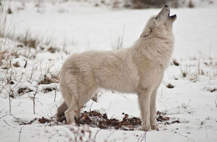 Picture 6 of Wild beauty of polar white wolves