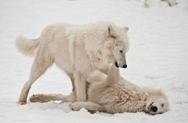 Picture 7 of Wild beauty of polar white wolves