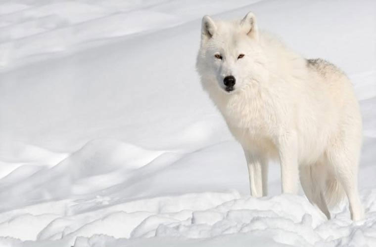 Picture 8 of Wild beauty of polar white wolves