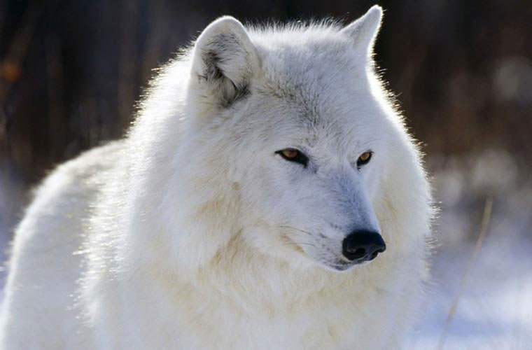 Picture 9 of Wild beauty of polar white wolves
