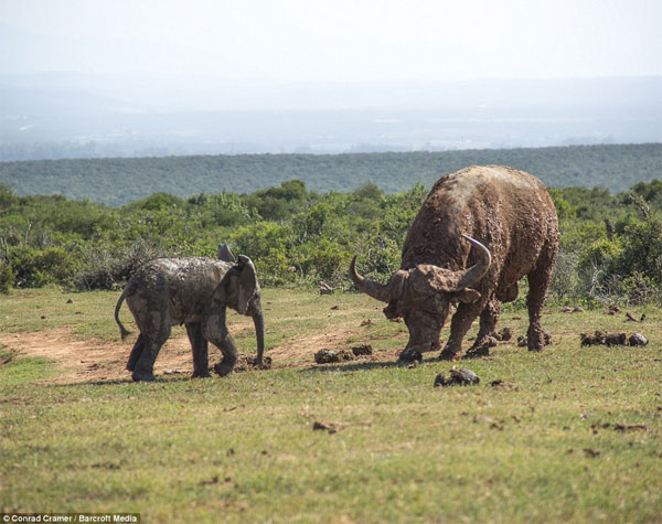 Picture 1 of Wild buffalo buffalo elephants fly a few meters