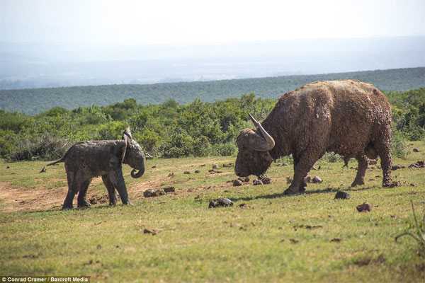 Picture 2 of Wild buffalo buffalo elephants fly a few meters