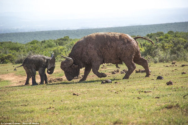 Picture 3 of Wild buffalo buffalo elephants fly a few meters