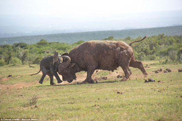Picture 4 of Wild buffalo buffalo elephants fly a few meters