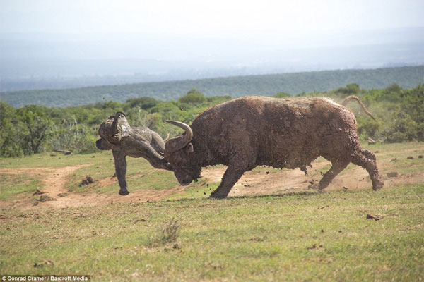 Picture 5 of Wild buffalo buffalo elephants fly a few meters