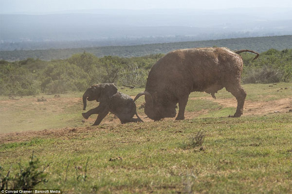 Picture 6 of Wild buffalo buffalo elephants fly a few meters
