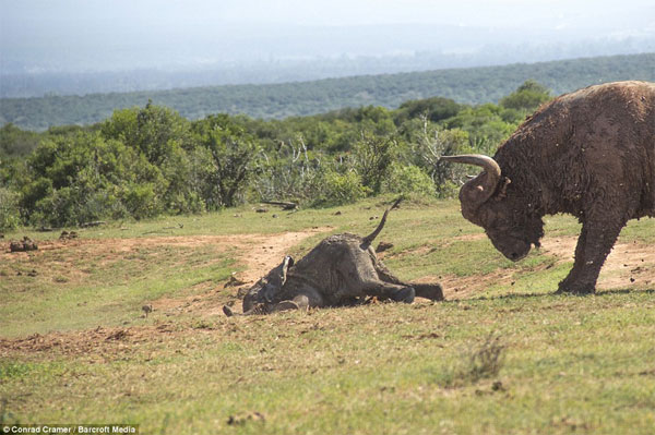 Picture 7 of Wild buffalo buffalo elephants fly a few meters
