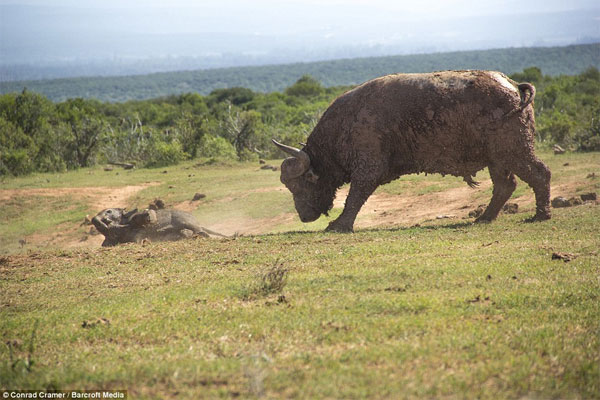 Picture 8 of Wild buffalo buffalo elephants fly a few meters