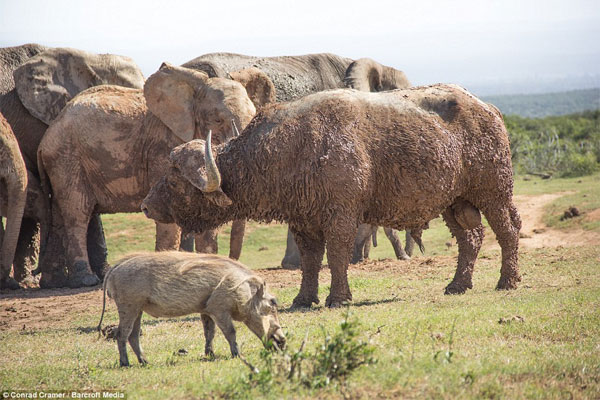Picture 9 of Wild buffalo buffalo elephants fly a few meters