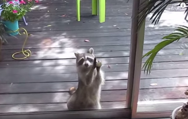 Picture 1 of Wild cat bear knocked on the door of the house demanding food