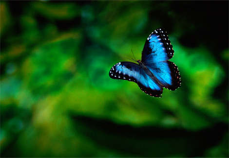 Picture 11 of Wild colors