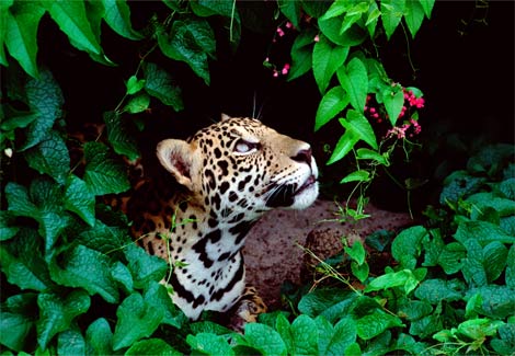 Picture 9 of Wild colors