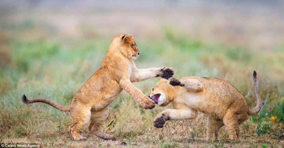 Picture 1 of Wild dance of lions