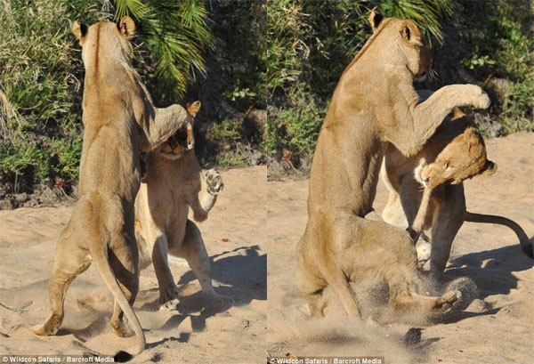 Picture 10 of Wild dance of lions