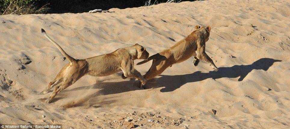 Picture 11 of Wild dance of lions