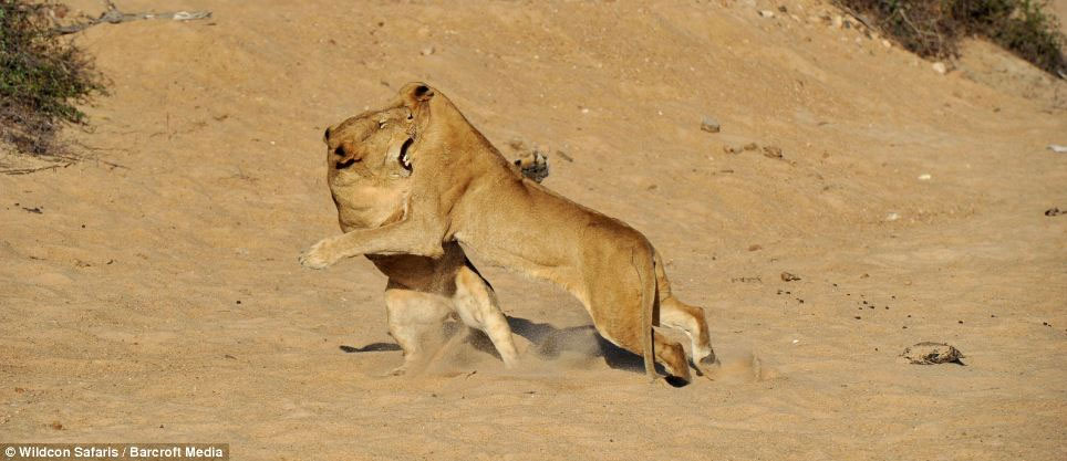 Picture 12 of Wild dance of lions