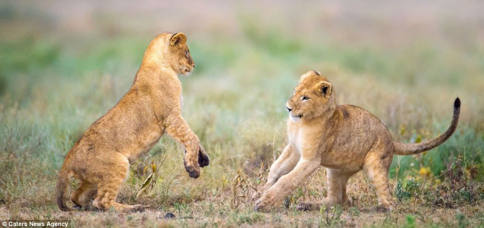 Picture 2 of Wild dance of lions