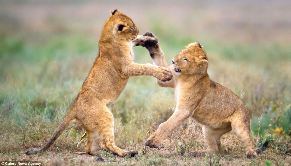 Picture 3 of Wild dance of lions