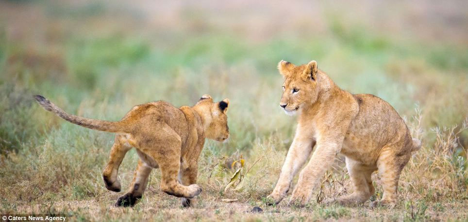 Picture 4 of Wild dance of lions