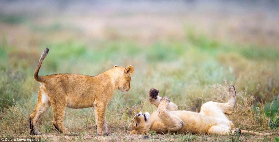 Picture 5 of Wild dance of lions