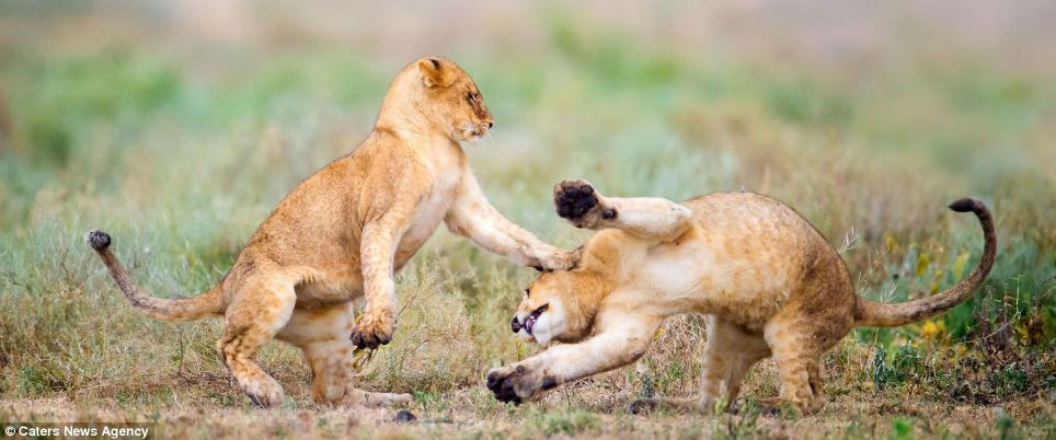 Picture 6 of Wild dance of lions