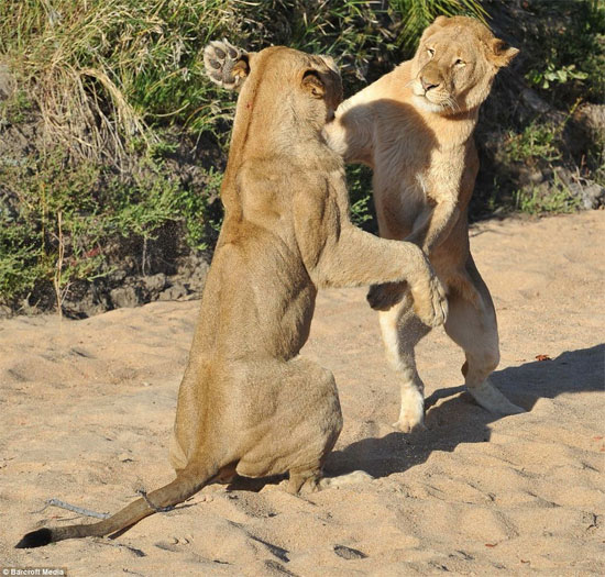 Picture 7 of Wild dance of lions