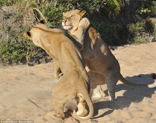 Picture 8 of Wild dance of lions