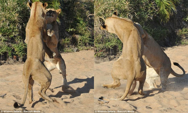 Picture 9 of Wild dance of lions