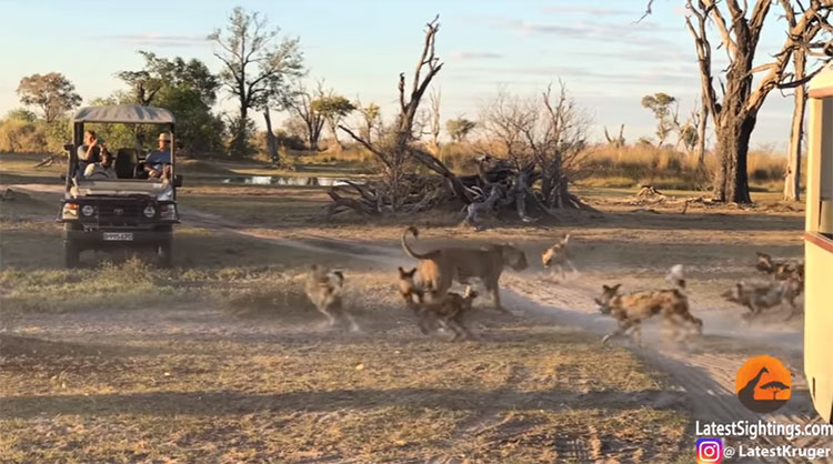 Picture 1 of Wild dogs do not know 'heaven is thick and thick', attacked, lion bastard fins