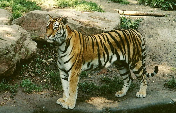 Picture 1 of Wild tiger in Vietnam has less than 50 individuals