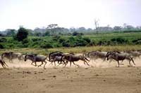 Picture 1 of wildebeests