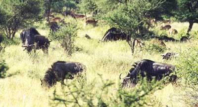 Picture 2 of wildebeests