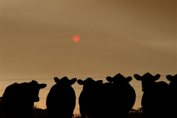 Picture 2 of Wildfires can change Australia forever