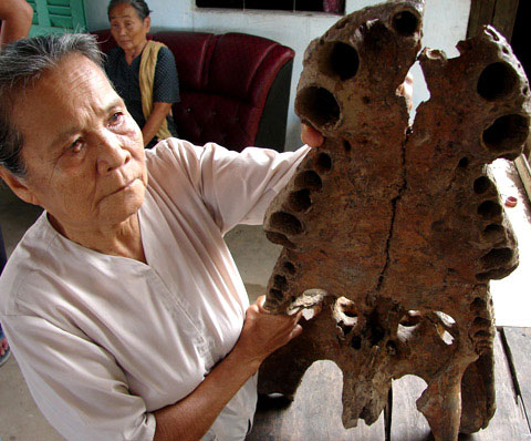 Picture 1 of Will assess the life of the giant crocodile jaw