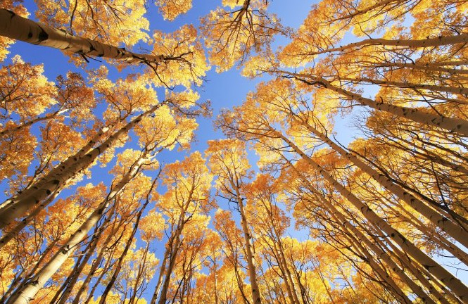 Picture 2 of Will climate change change the color of autumn?