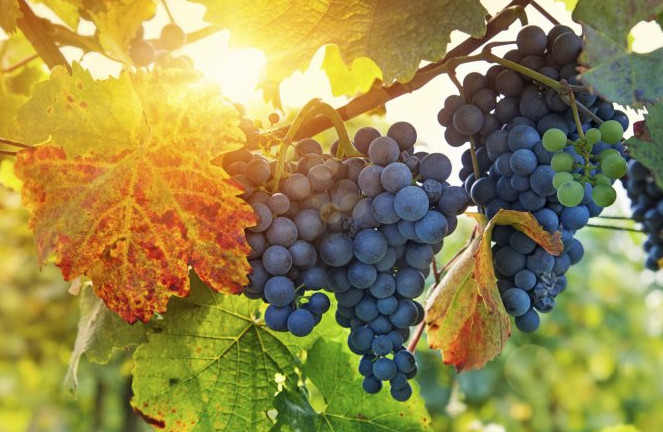 Picture 4 of Will climate change change the color of autumn?