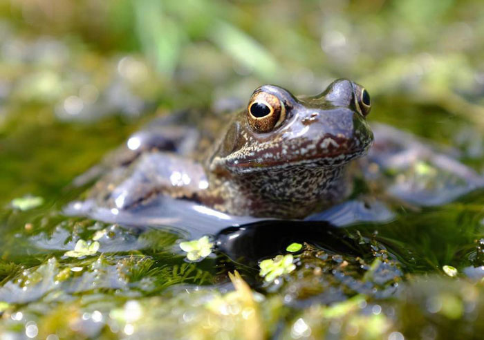 Picture 1 of Will frogs become extinct because of pesticides?