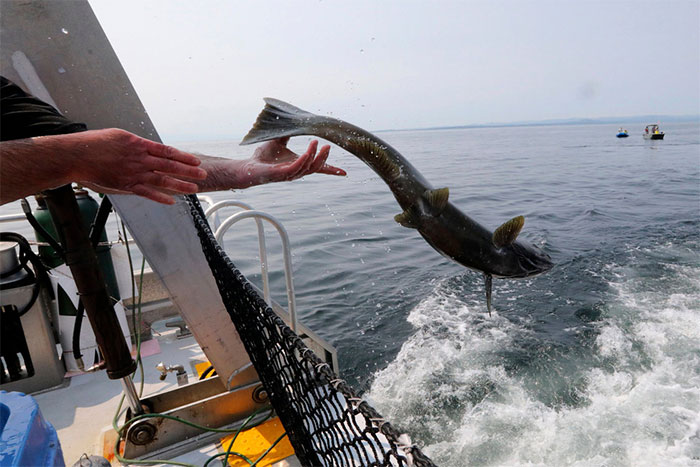 Picture 5 of Will hydroelectric dams eradicate the largest Pacific salmon?