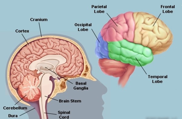 Will the brain be blown up when information is overloaded?