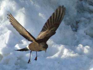 Picture 1 of Wilson seabirds