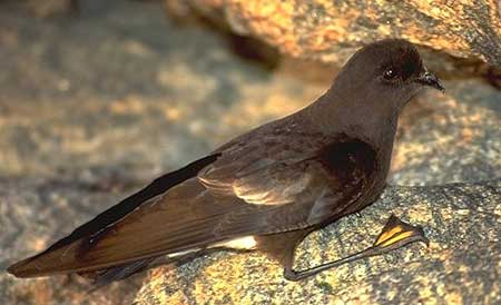 Picture 2 of Wilson seabirds