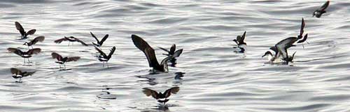 Picture 3 of Wilson seabirds