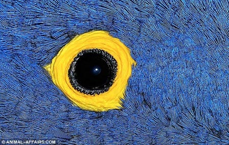 Picture 1 of 'Window of the soul' of animals