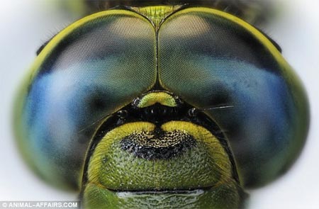 Picture 10 of 'Window of the soul' of animals