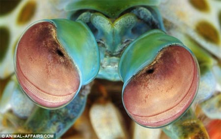 Picture 4 of 'Window of the soul' of animals