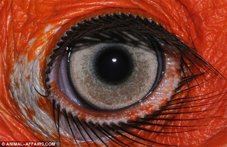 Picture 5 of 'Window of the soul' of animals